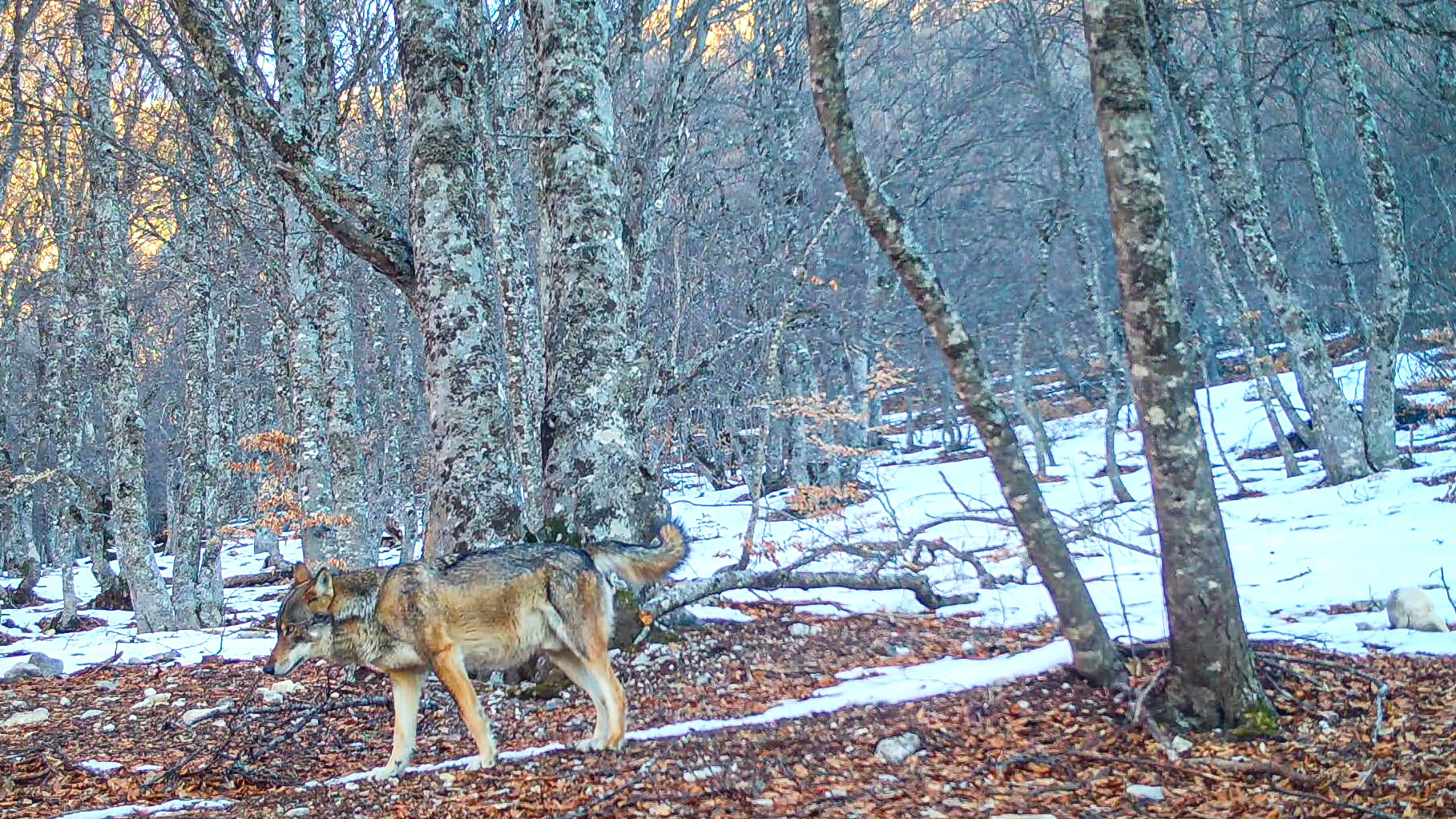 Loup dans le Vercors, le chef de la meute