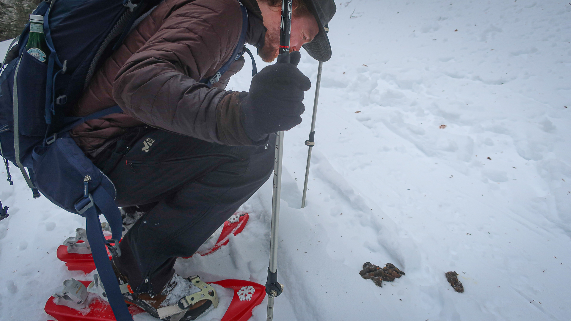 observation de crottes de loups dans le Vercors