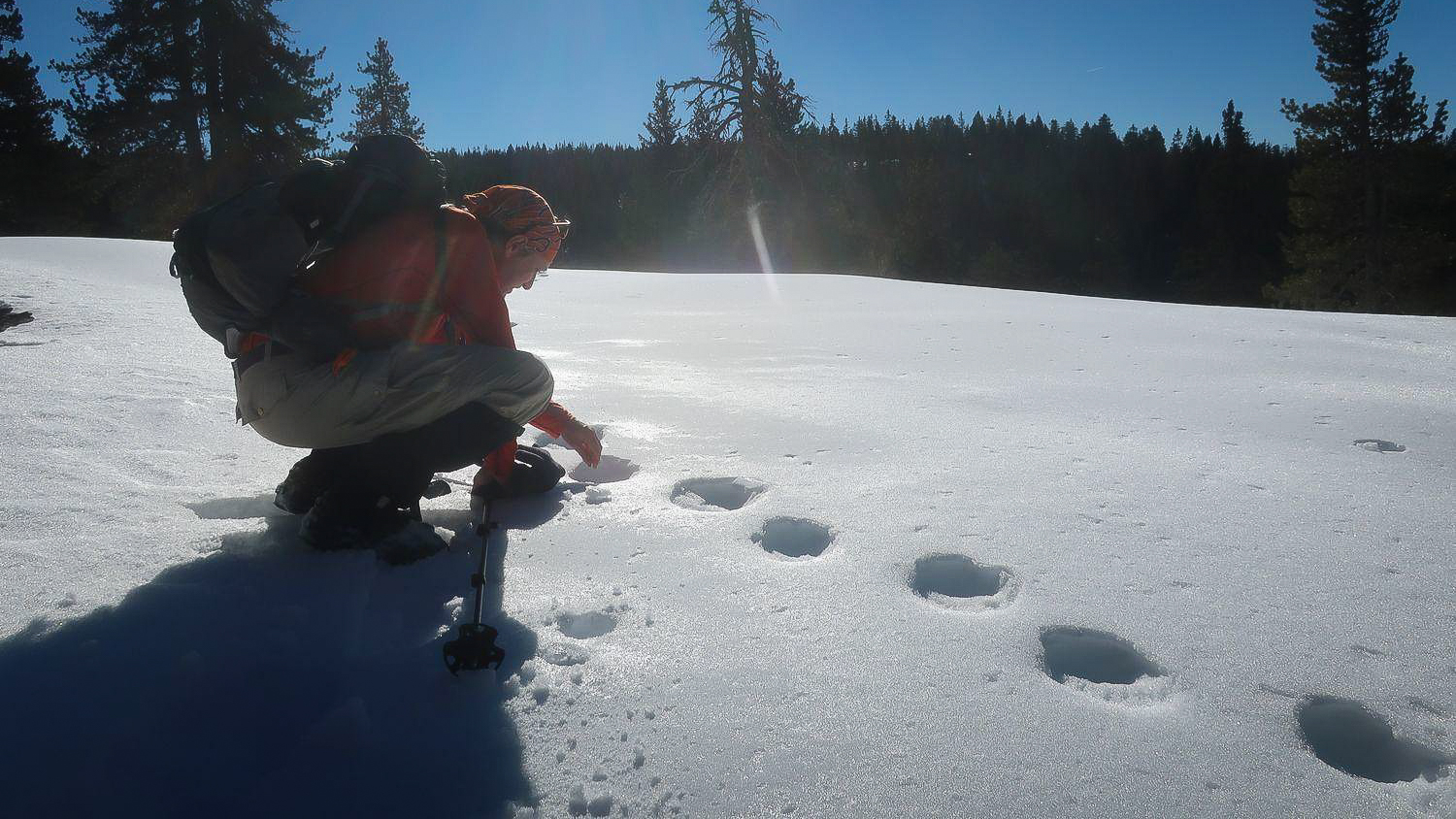 sur la piste du loup, les trace d'une meute dans le Vercors