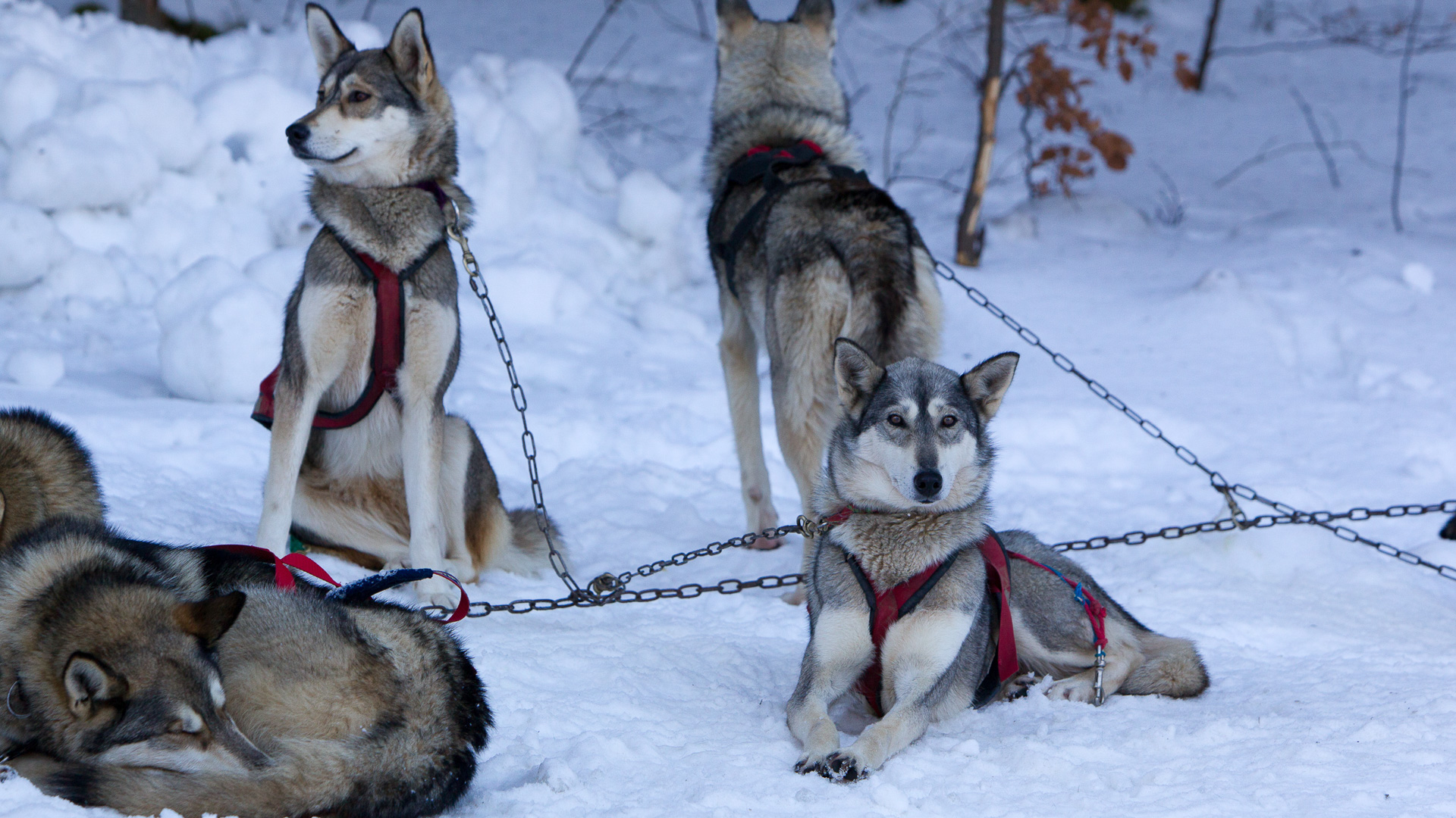 chiens de traîneaux