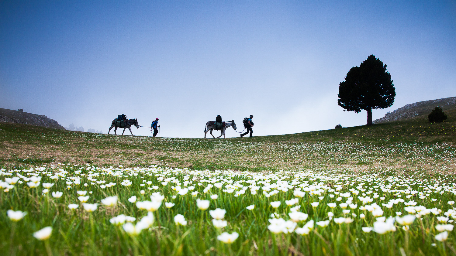 Plateau fleuri et ânes battés