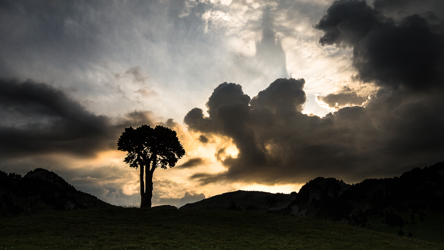 L'Arbre taillé sur les Hauts Plateaux du Vercors