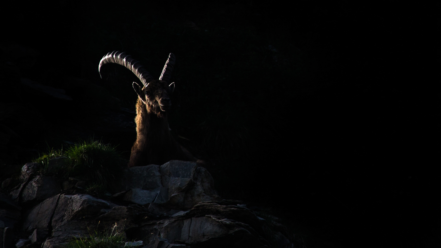 Bouquetin au repos sur une vire