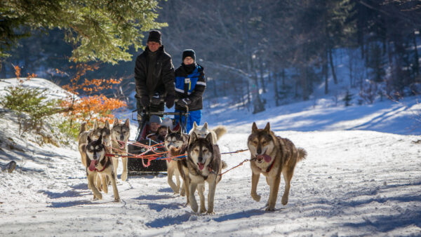 séjour famille : activité chiens de traîneau dans le Vercors