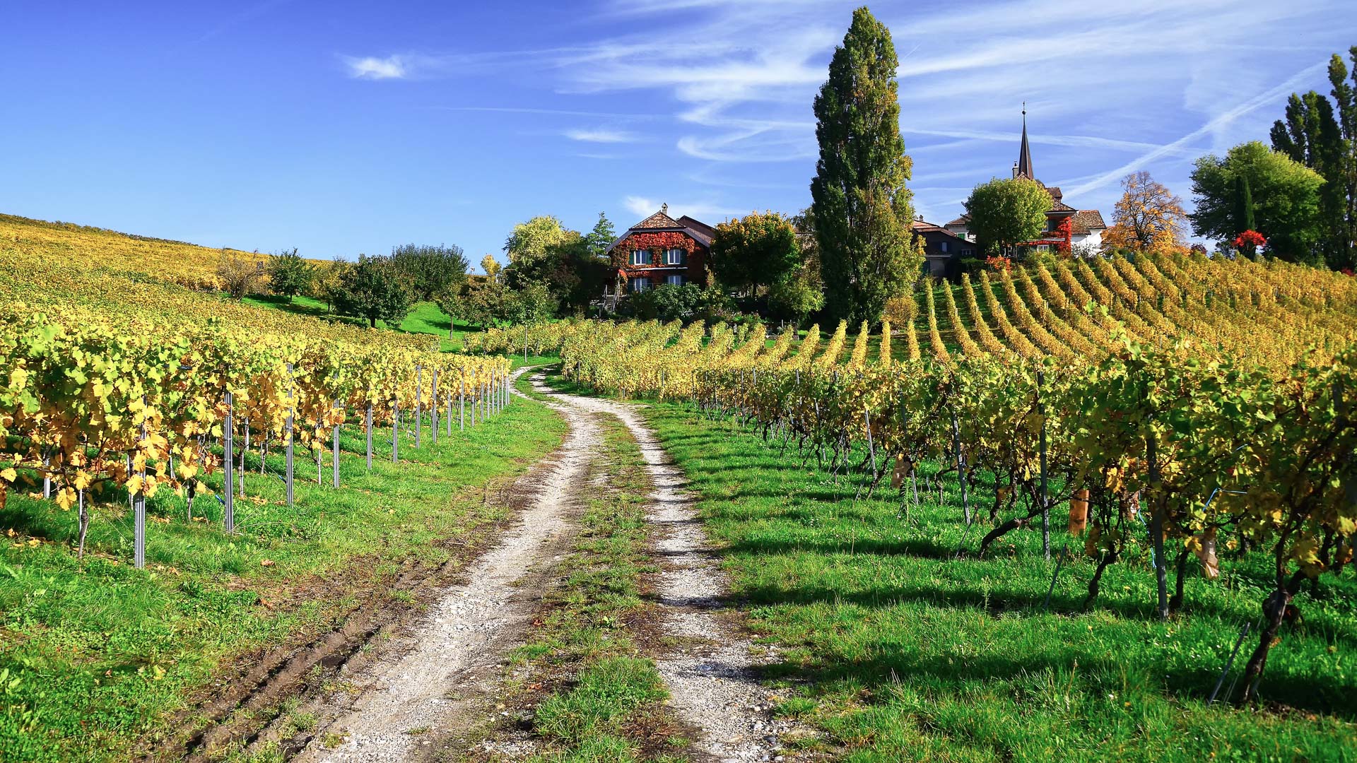 Rando à travers les vignes du côté de Morges en Suisse