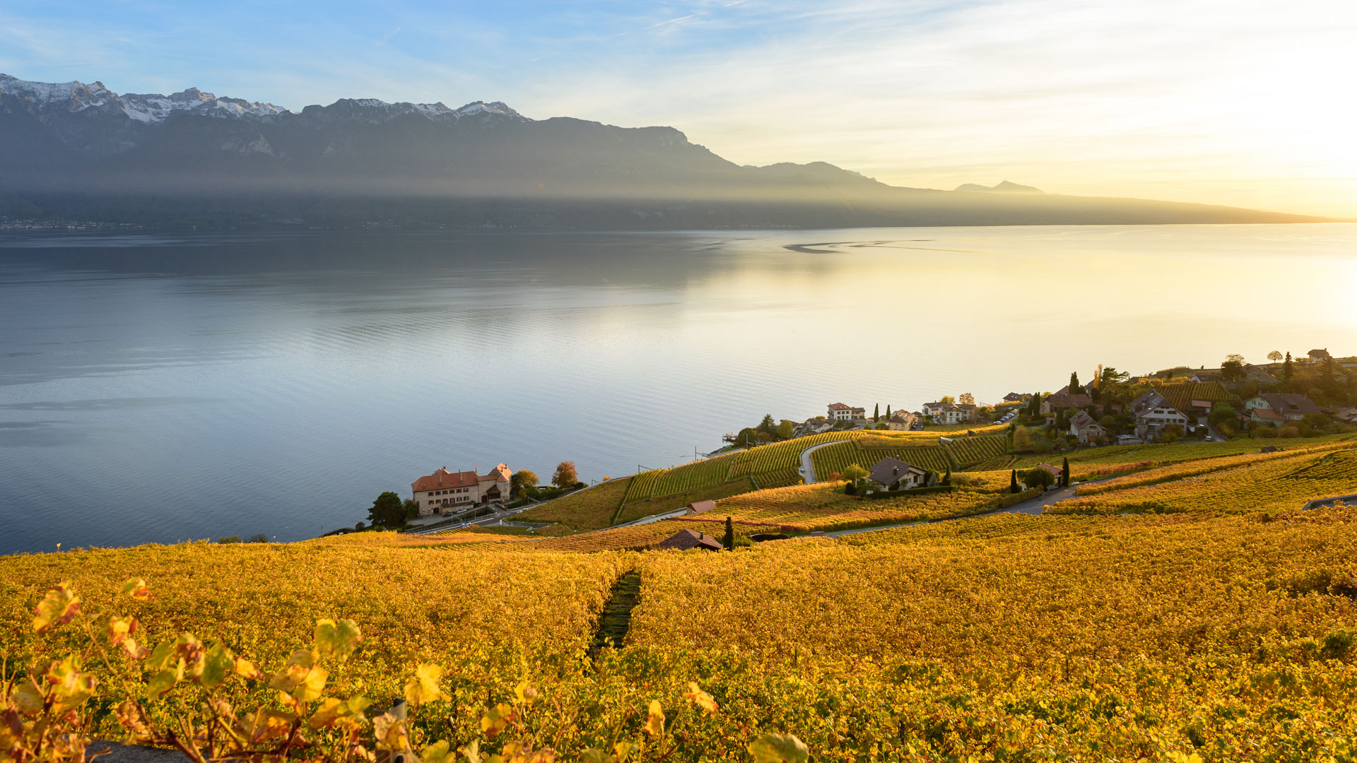 Les vignes au-dessus du Lac Léman en Suisse au coucher du soleil
