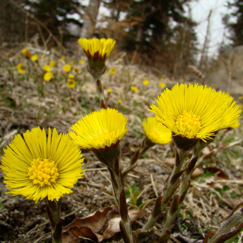 Fleurs de tussilage