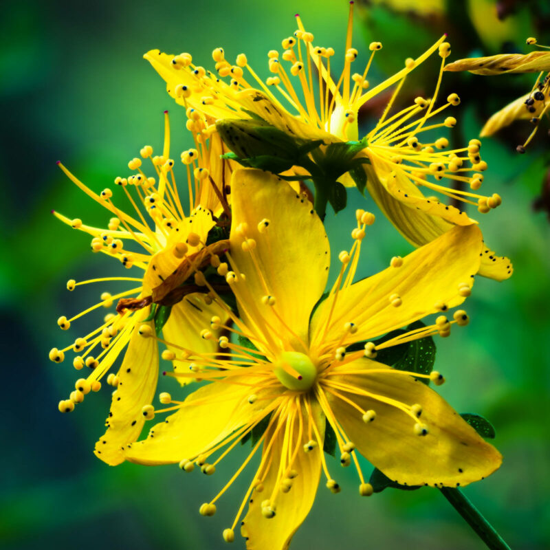 Millepertuis, flore du Vercors