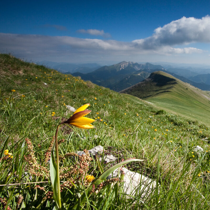 Tulipe australe sur les Hauts Plateaux du Vercors