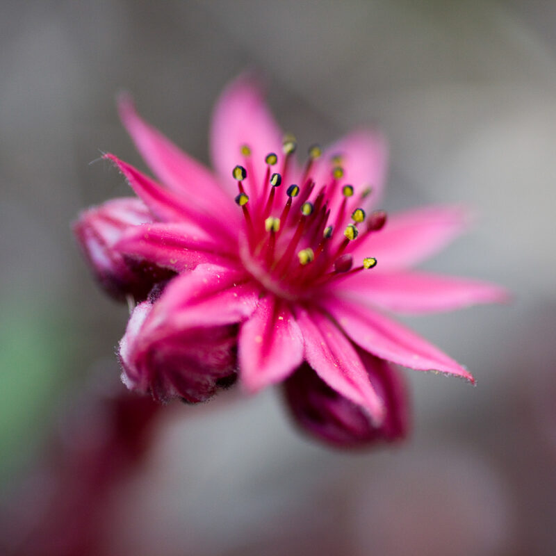 Saxifrage, flore du Vercors