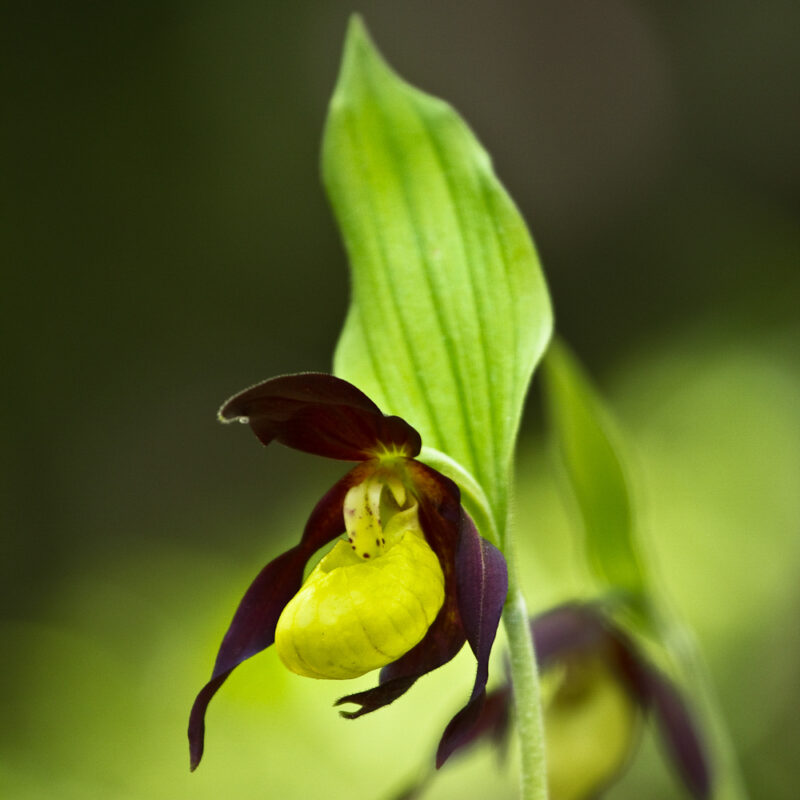 Sabot de Vénus, flore du Vercors