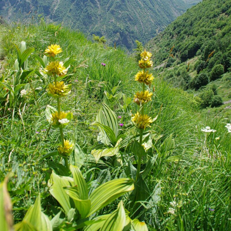 la grande gentiane, flore du Vercors