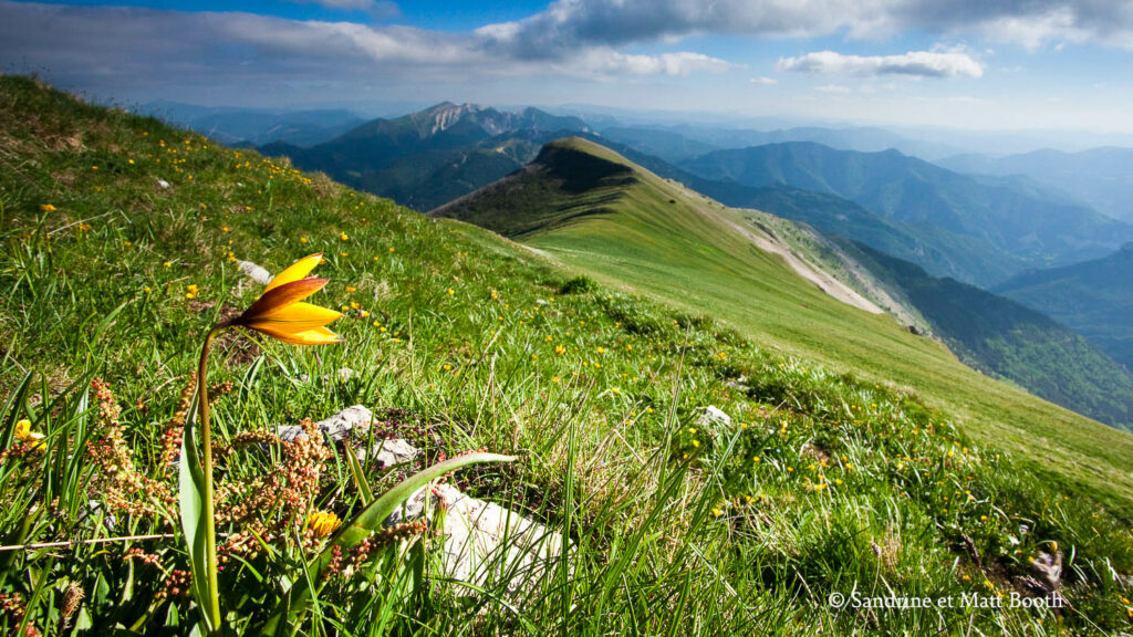 La flore du Diois et du Vercors : la tulipe australe © sandrine et matt booth