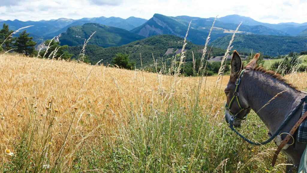 un âne contemple les montagnes du Haut-Diois