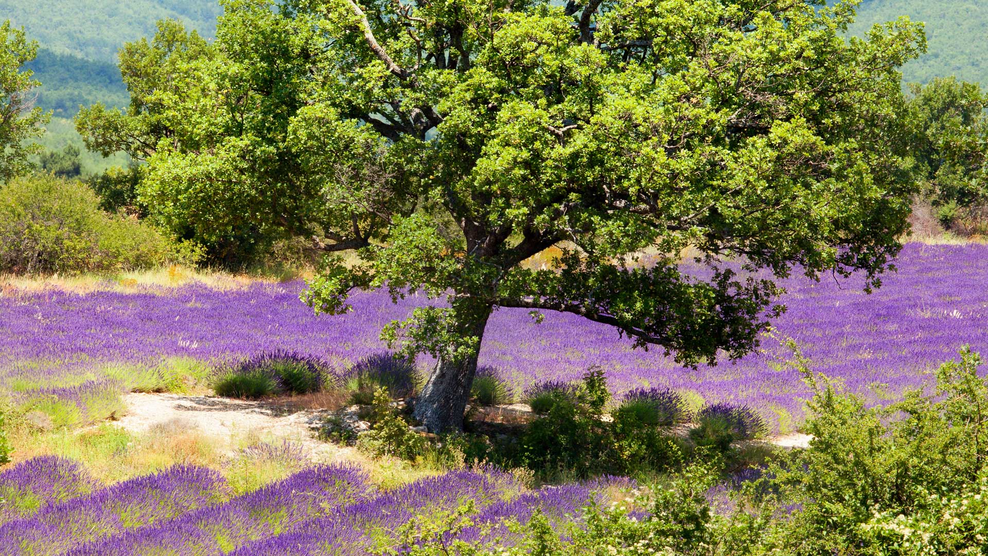 un champs de lavande et un chêne dans les Baronnies