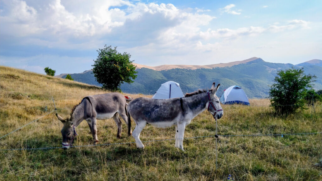 bivouac dans les Baronnies avec les ânes