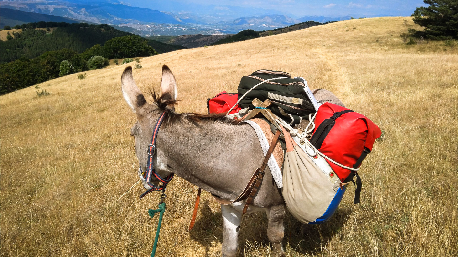 Un âne et ses sacoches pendant une rando dans les Baronnies