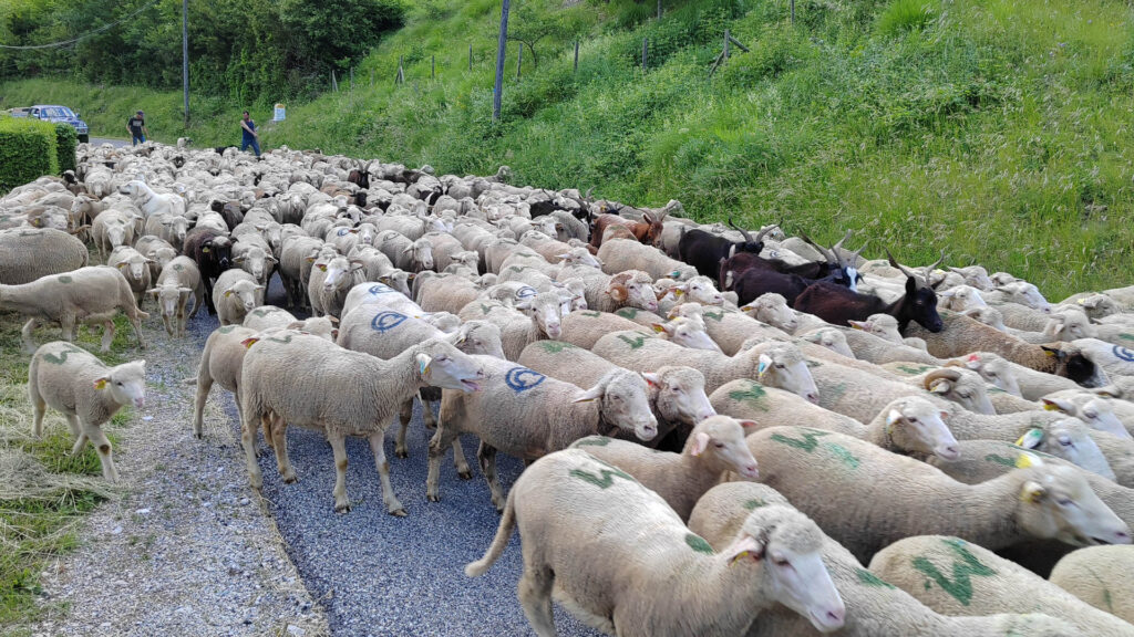 Le troupeau monte vers les alpages du Vercors