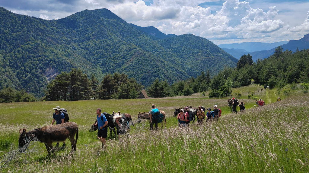 caravane avec les ânes, en route vers les Hauts Plateaux du Vercors