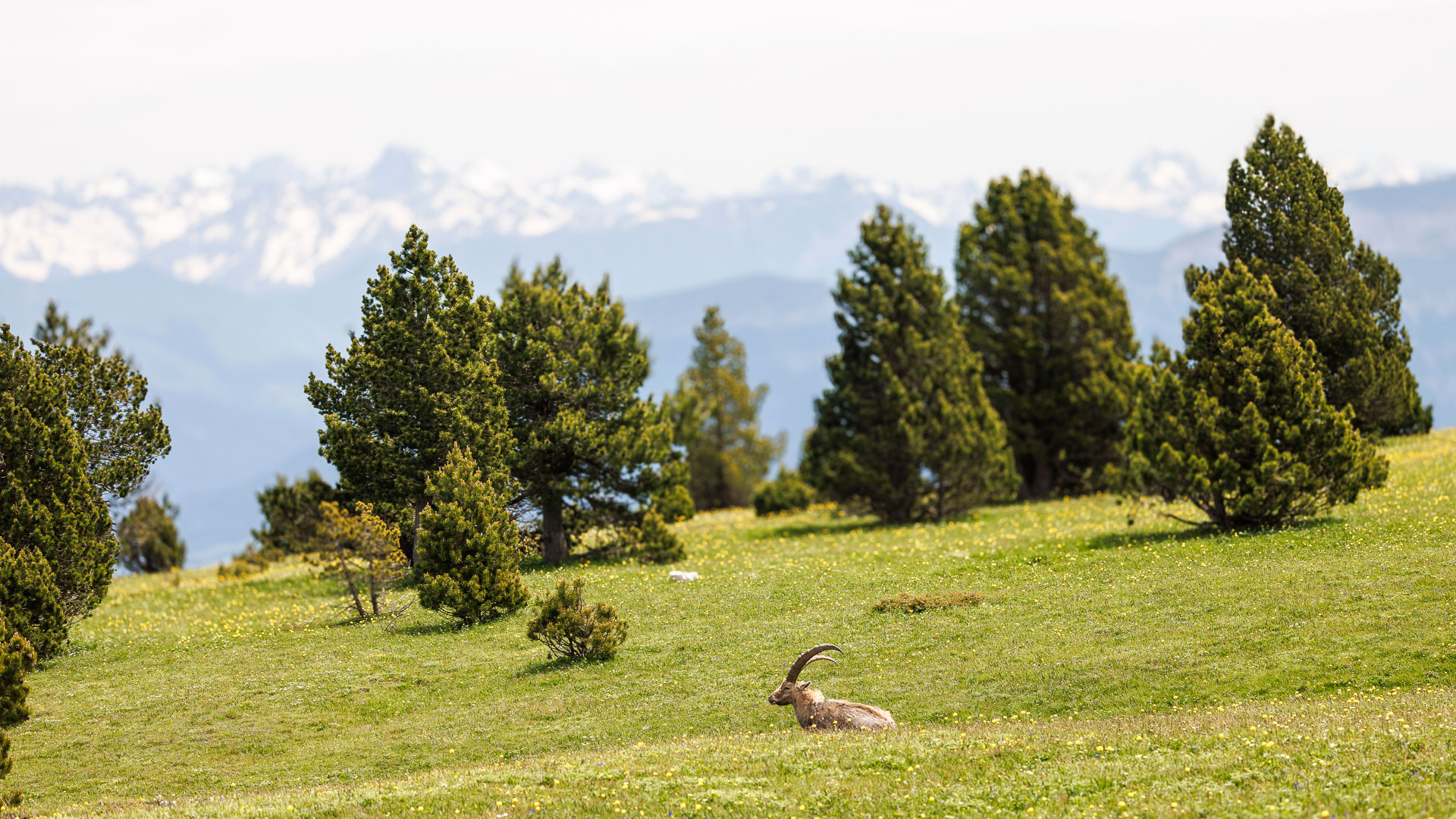Bouquetin couché dans une prairie du vallon de Combeau dans le Vercors