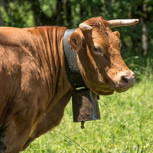 Vache du Vercors dont le lait est collecté pour fabriquer le bleu du Vercors