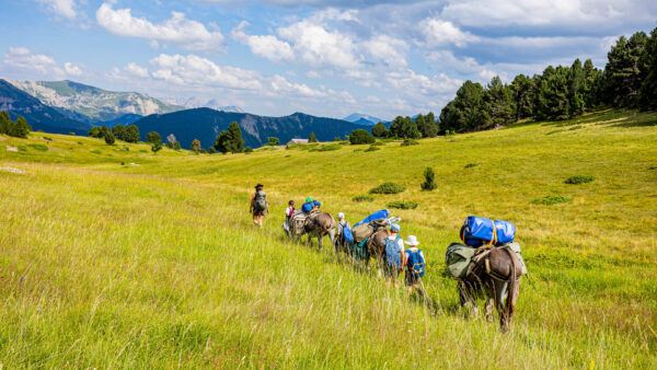 Petit groupe d'ânes en caravane sur les Hauts-Plateaux du Vercors
