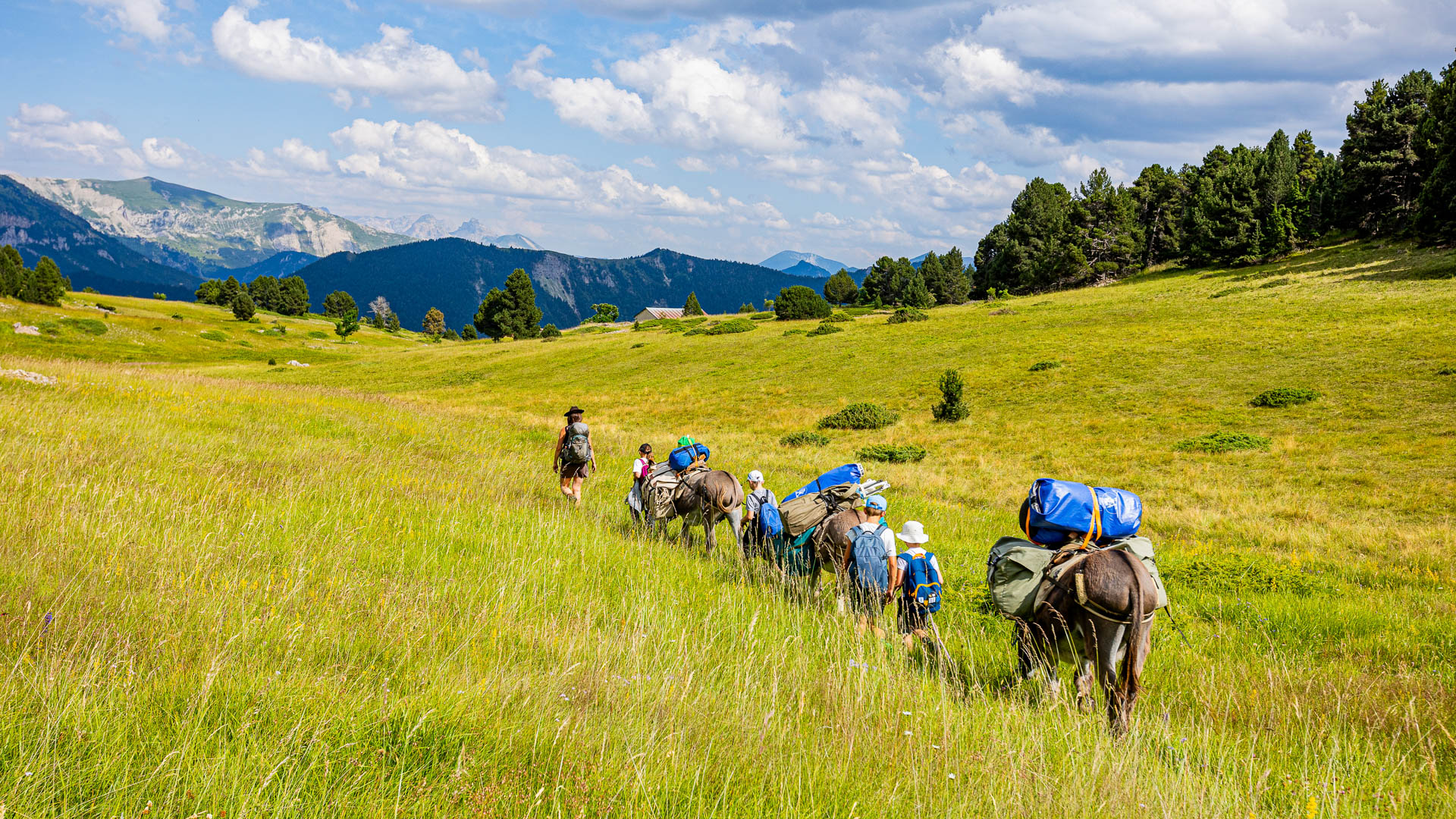 Petit groupe d'ânes en caravane sur les Hauts-Plateaux du Vercors