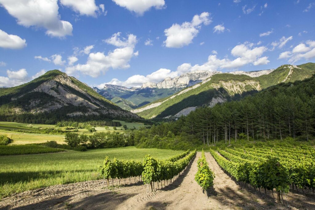 vignoble dans les environs de Châtillon en Diois