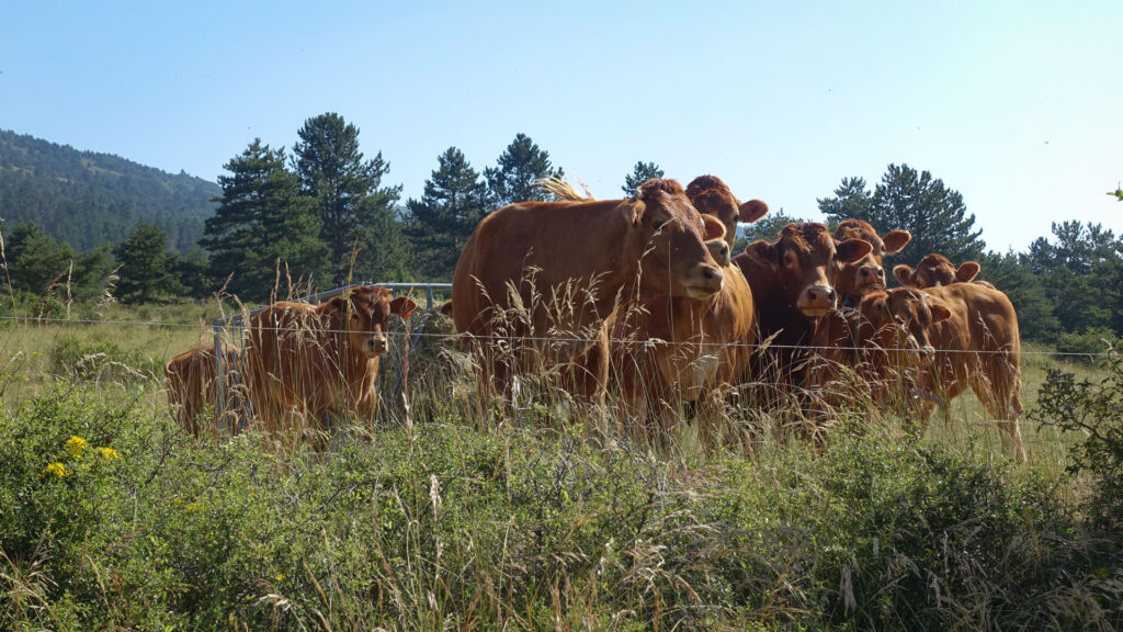 troupeau de vaches dans le Haut Diois