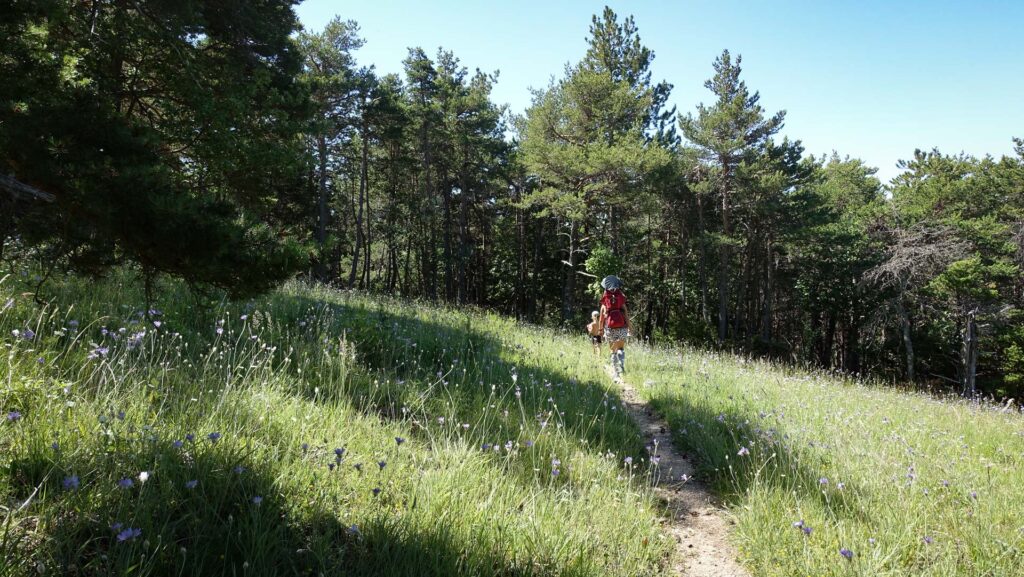 superbe sentier GR fleuri entre Le Pilhon et le col de Cabre