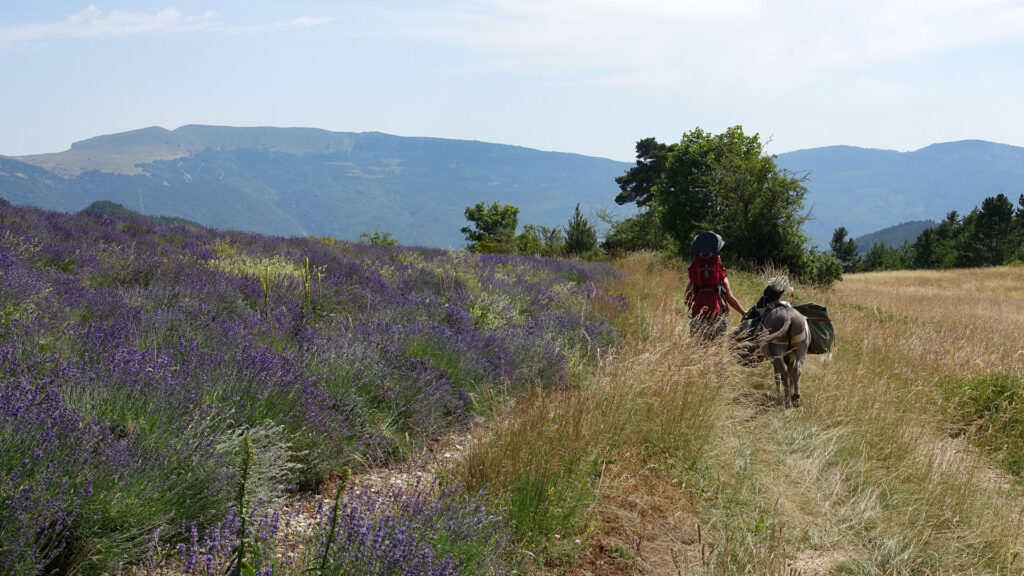 Champs de lavande vers Valdrôme