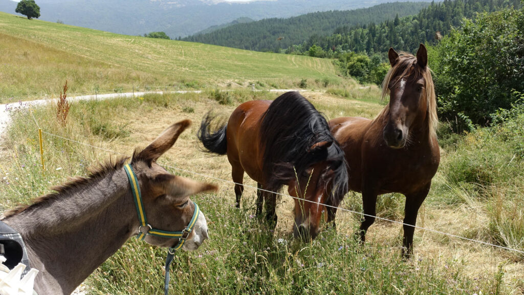 Rencontre entre âne et deux chevaux vers Valdrôme