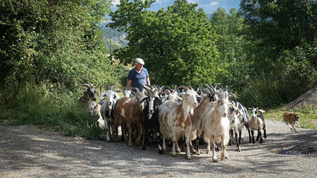 Un troupeau de chèvres dans le Haut Diois