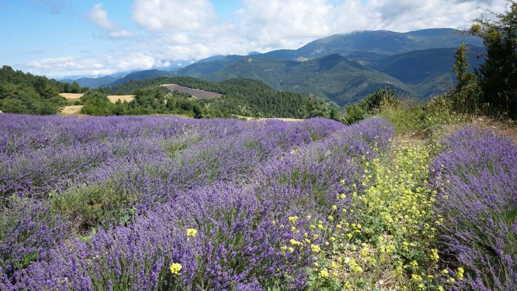 Champ de lavande à Haut Charrens dans le Haut Diois