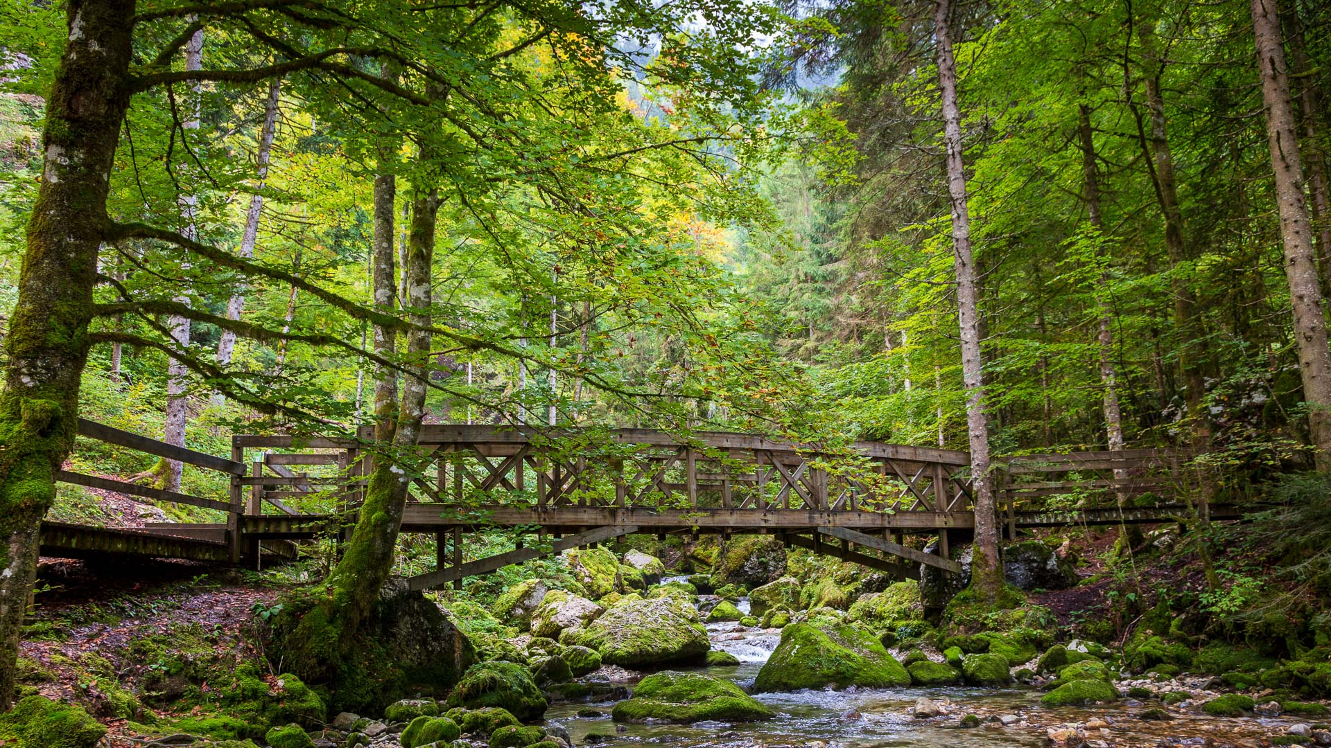 La forêt du massif de la Chartreuse est particulièrement bien préservée