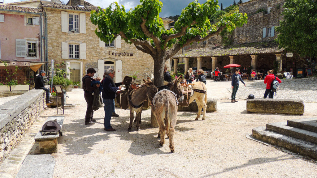 Les ânes sur une place de village dans le Luberon