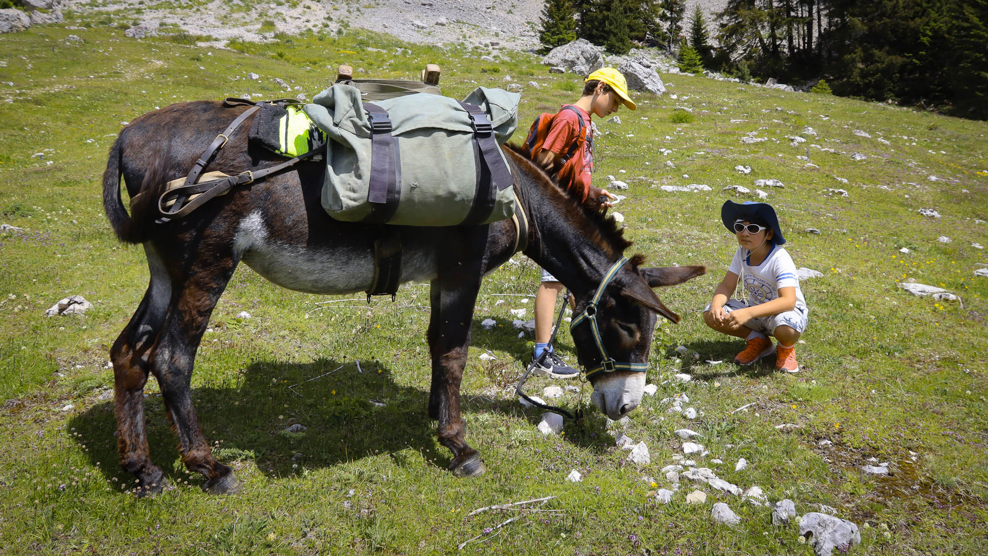 randonnée avec des ânes sur la Routo