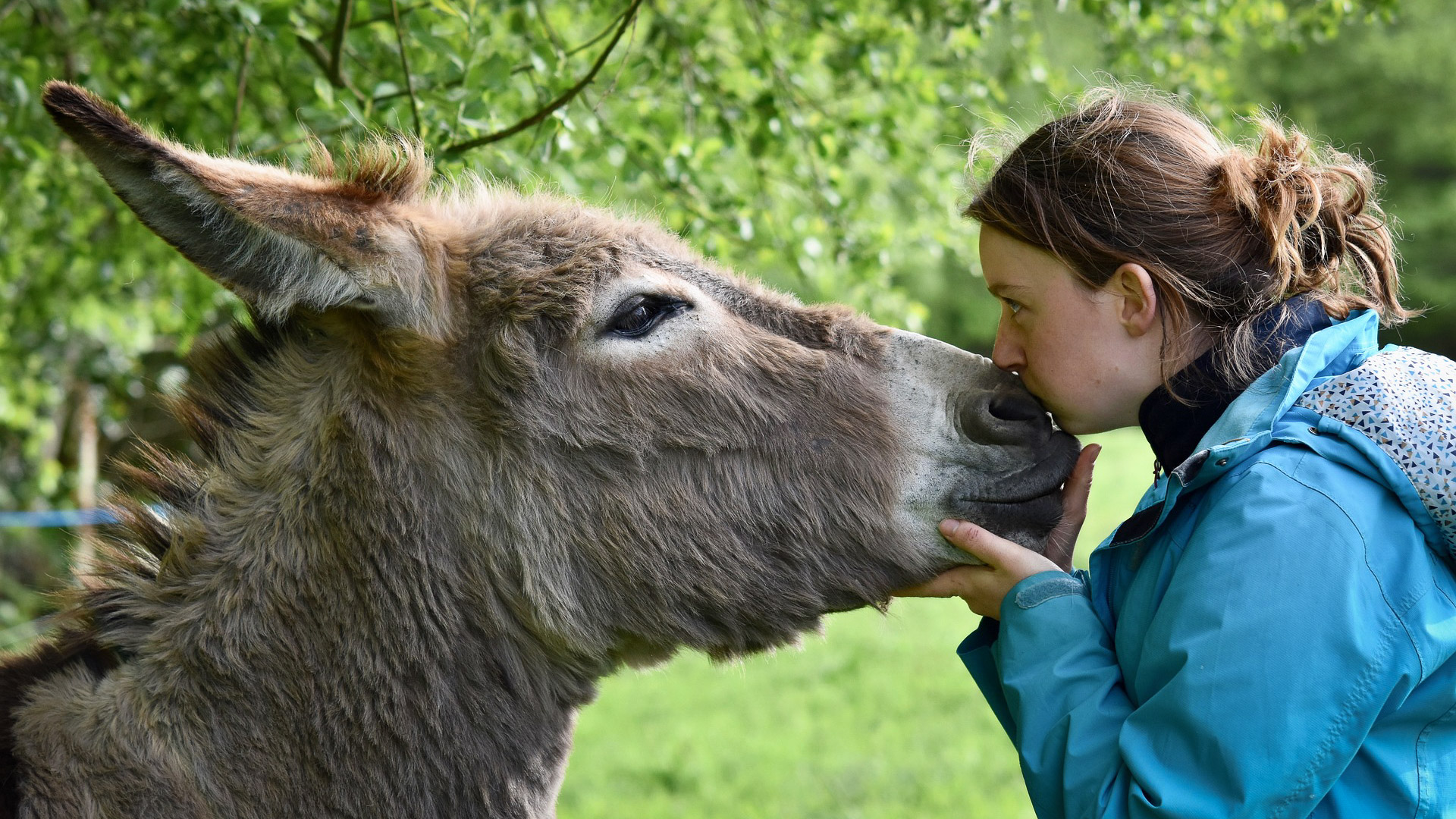 moment affectueux avec un âne