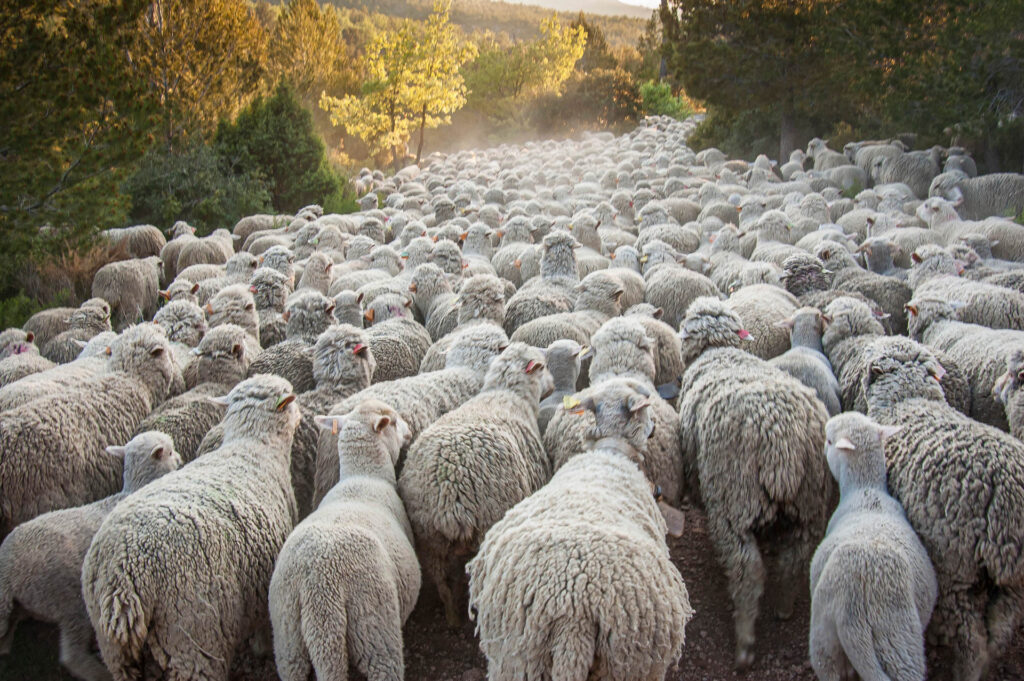 transhumance des moutons dans le Vercors