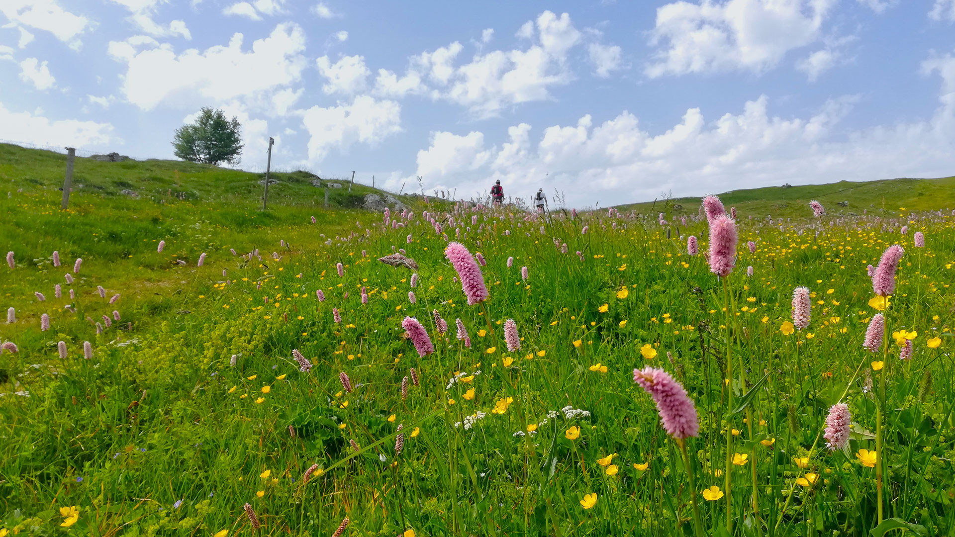 alpage fleuri dans le Vercors avec 2 traileurs
