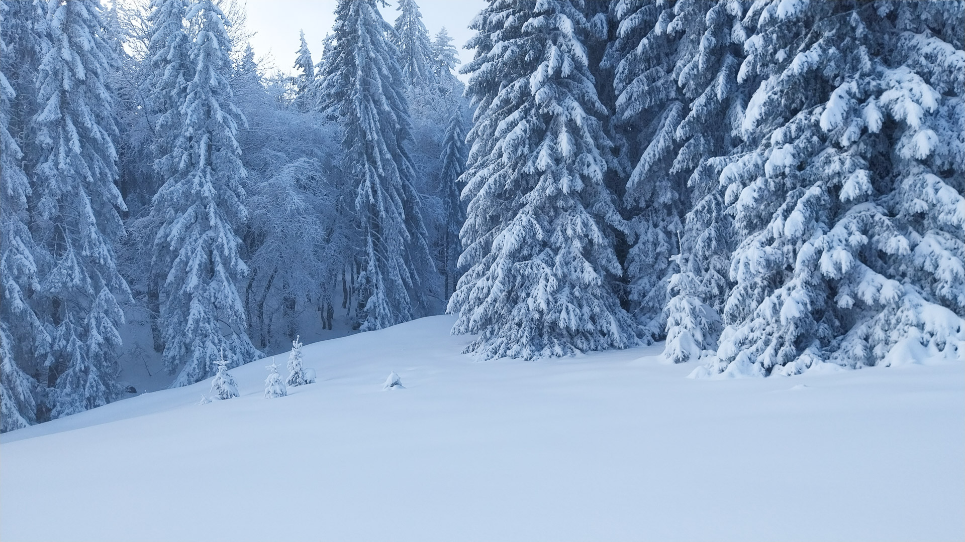 ambiance givrée dans les forêts du Vercors
