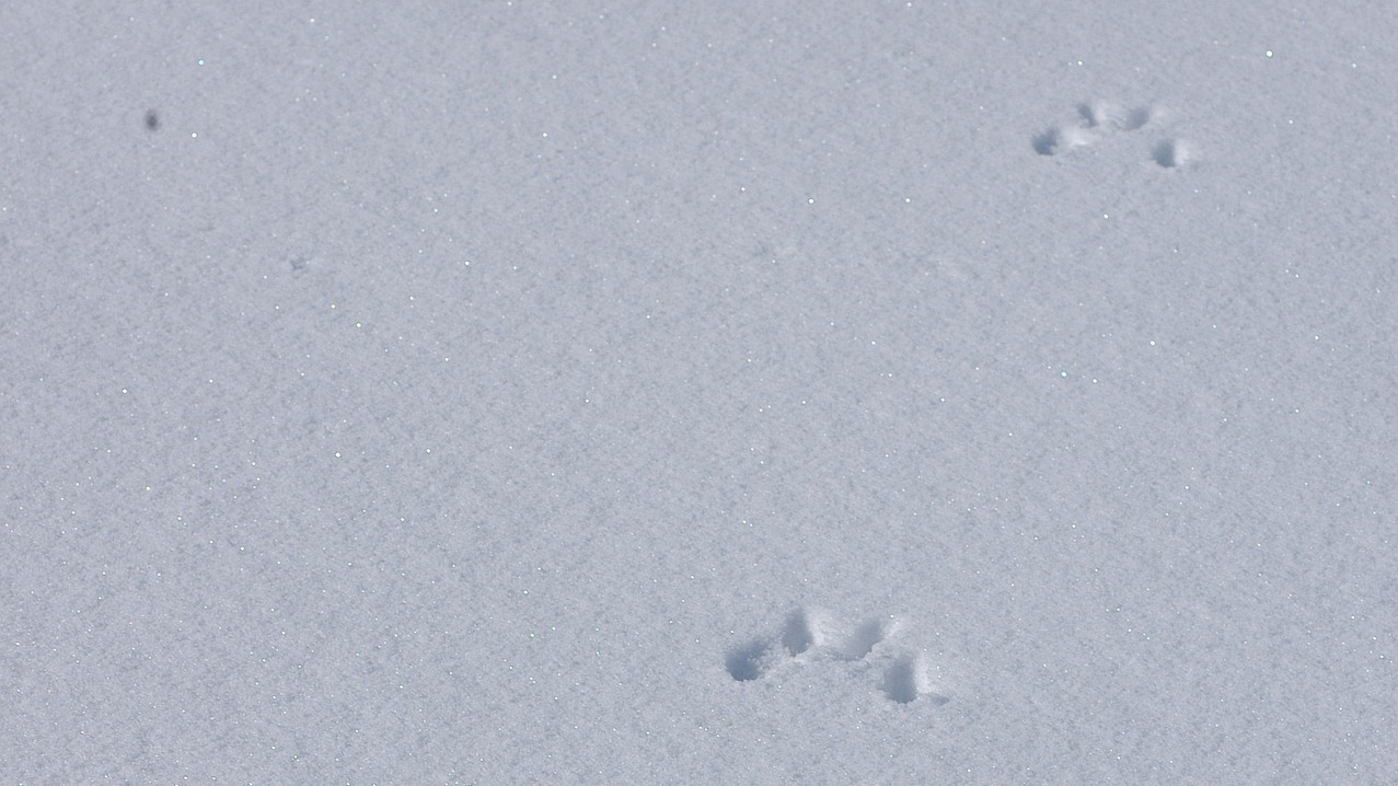 trace de lièvre dans la neige en Aubrac