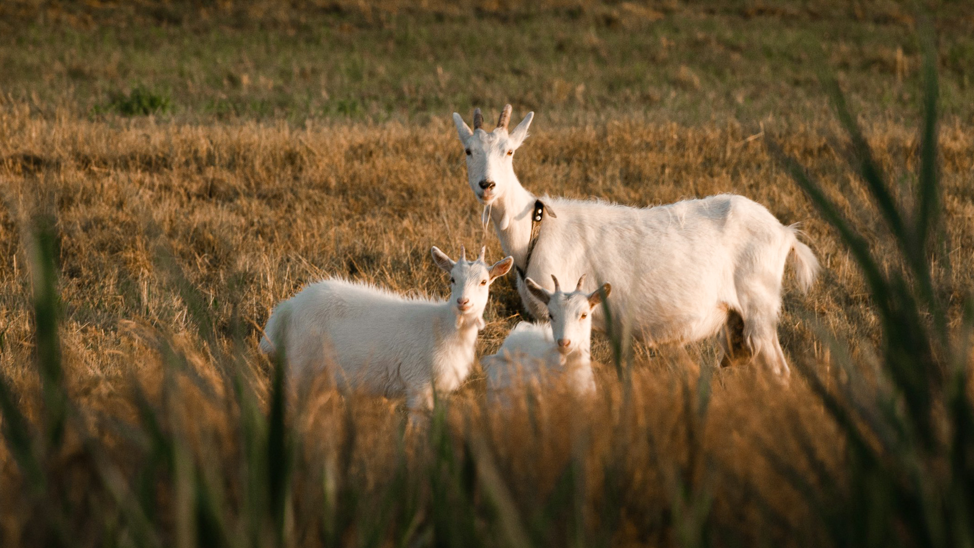 Rencontre avec un troupeau de chèvres
