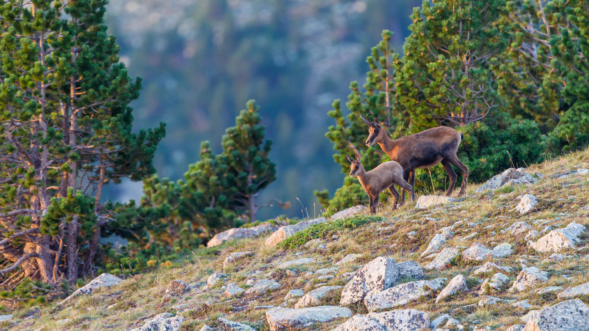 Mère isard et son petit dans la réserve naturelle de Néouvielle