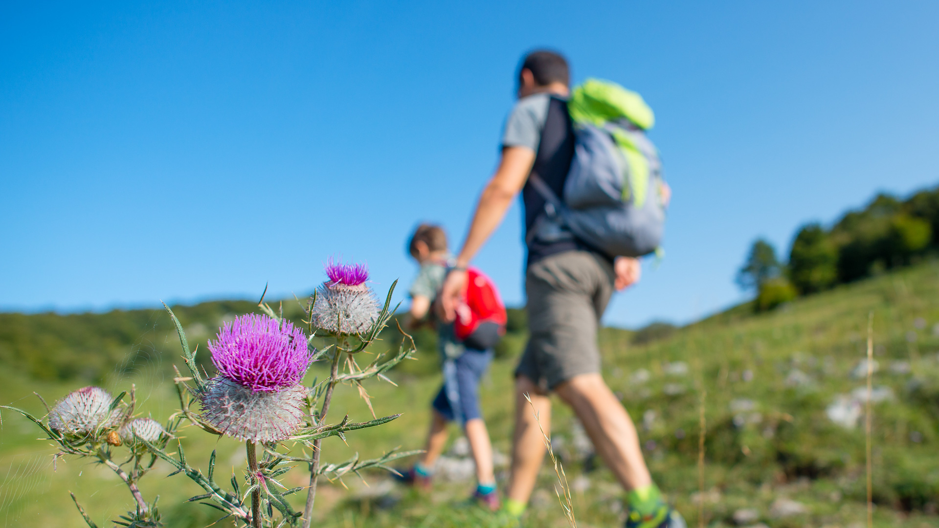 randonnée fleurie dans les Pyrénées