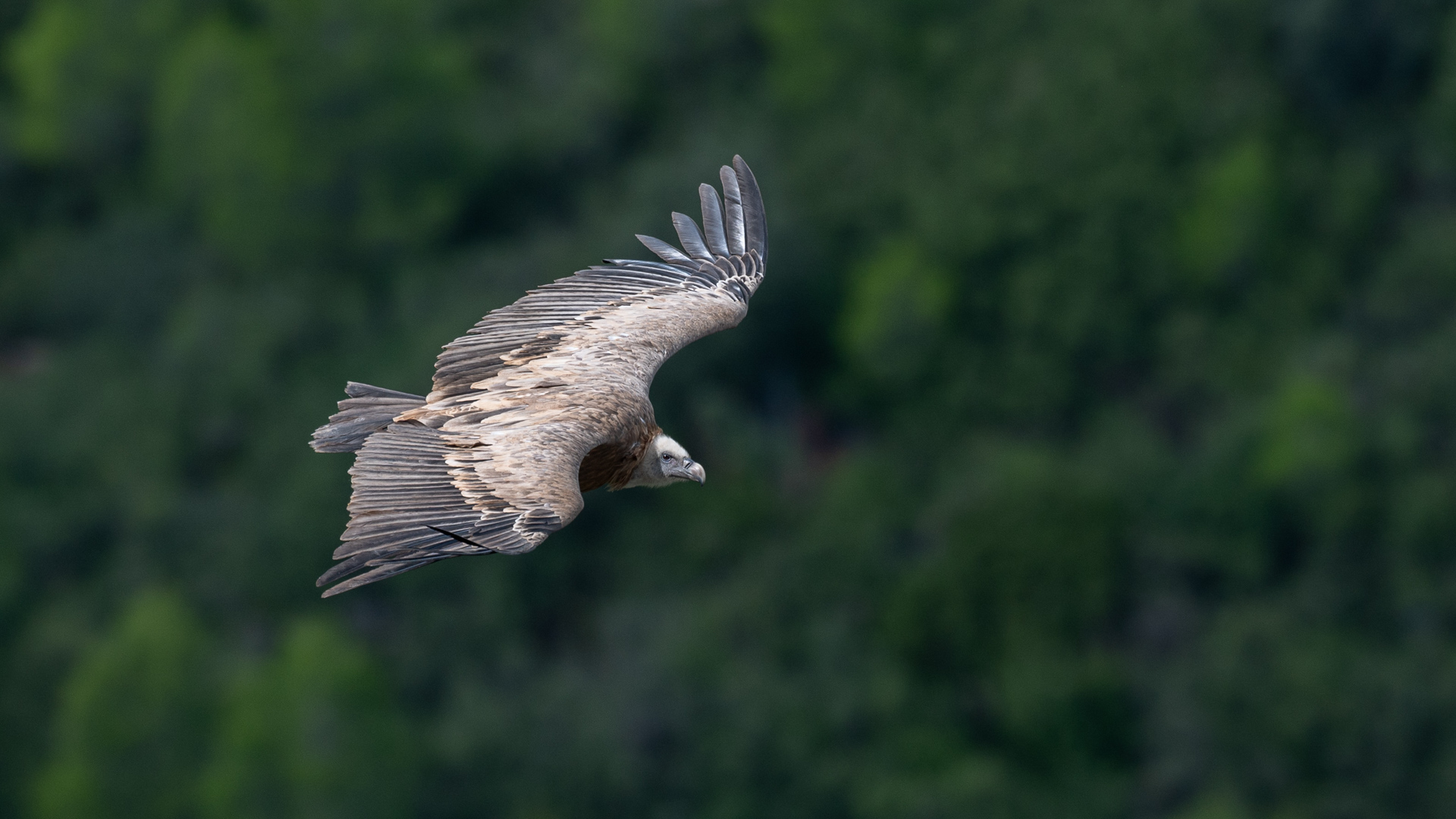 Vautour fauve en plein vol dans les gorges de la Jonte