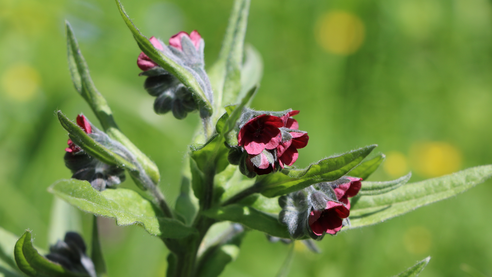 cynoglosse des montagnes dans le Vercors