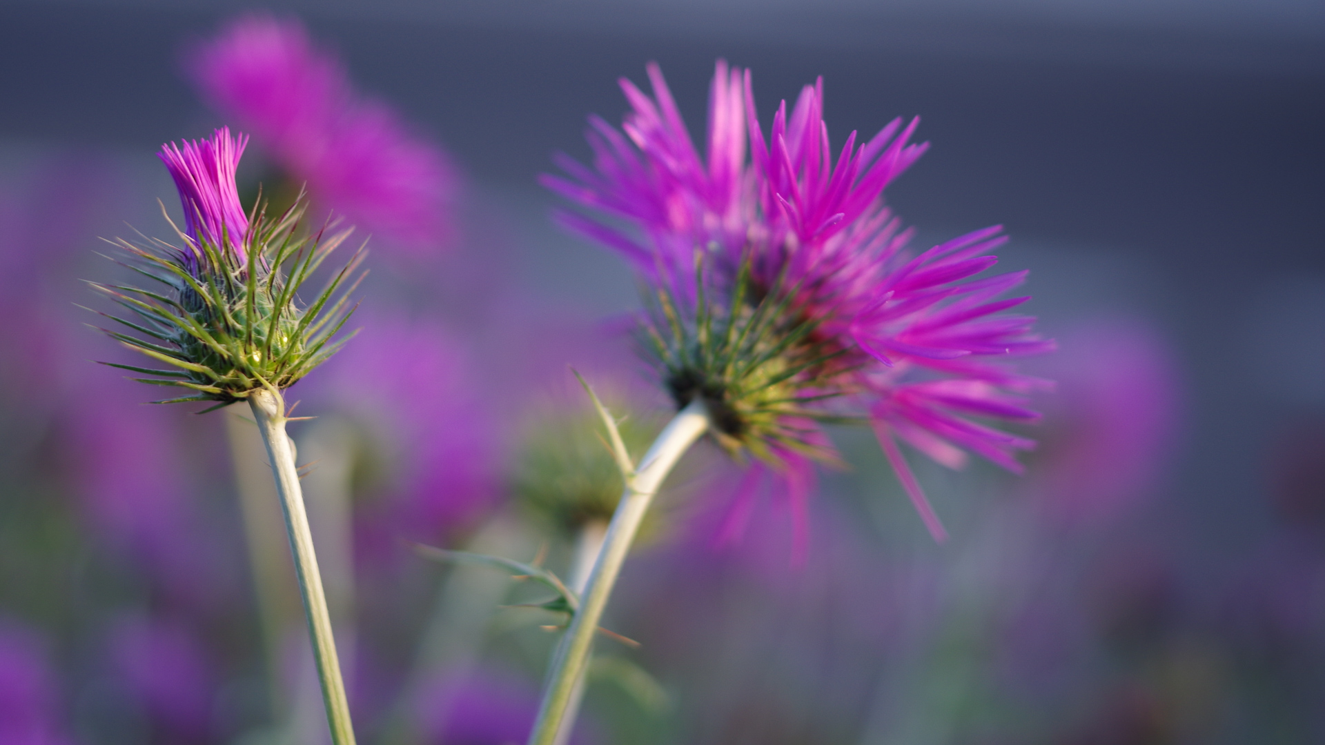 botanique dans le massif du Vercors au printemps