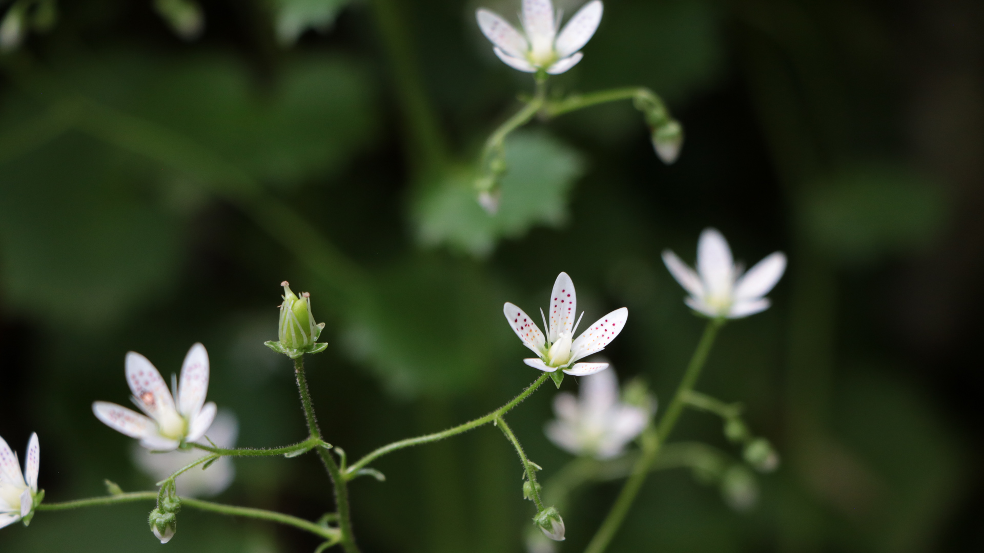botanique dans le Vercors