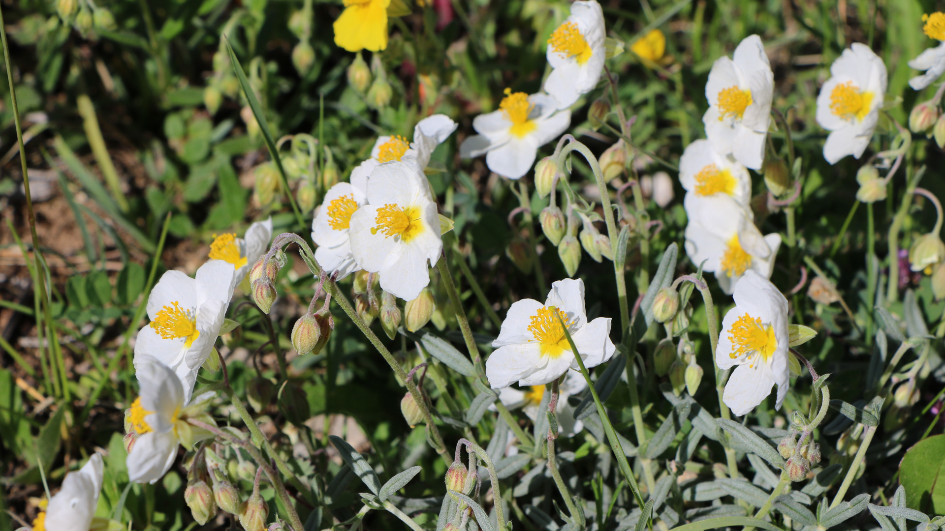 stage botanique : observation d'hélanthème des appenins dans le Vercors